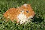 Glatthaarmeerschwein / smooth-haired guninea pig