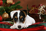 Parson Russell Terrier Welpe zu Weihnachten / PRT puppy at christmas