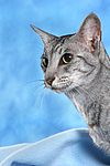 Orientalisch Kurzhaar / oriental shorthair