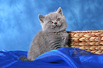 sitzendes Britisch Kurzhaar Kätzchen / sitting british shorthair kitten