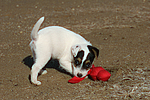 Parson Russell Terrier Welpe / parson russell terrier puppy