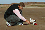 Parson Russell Terrier Welpe / parson russell terrier puppy