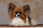 liegender Papillon / lying papillon