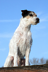 sitzender Parson Russell Terrier / sitting PRT