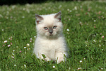 Britisch Kurzhaar Kätzchen / british shorthair kitten