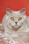 Britisch Kurzhaar / british shorthair