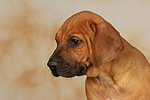 Rhodesian Ridgeback Welpe / rhodesian ridgeback puppy