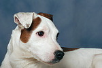 Parson Russell Terrier