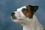 Parson Russell Terrier