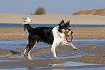 spielender Border Collie am Strand / playing Border Collie at beach