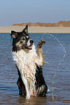 winkender Border Collie / waving Border Collie