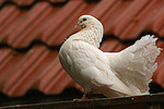 Pfautaube / fantail pigeon