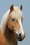 Haflinger Portrait / haflinger horse portrait