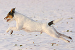 Parson Russell Terrier rennt durch den Schnee / running PRT in snow