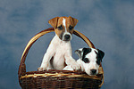 Parson Russell Terrier