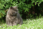 Britisch Kurzhaar Kätzchen / british shorthair kitten