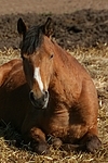 Deutsches Reitpony / pony