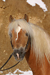 Haflinger Portrait / haflinger horse portrait