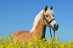 Haflinger Portrait / haflinger horse portrait