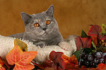 Britisch Kurzhaar / british shorthair