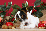 Parson Russell Terrier Welpe zu Weihnachten / PRT puppy at christmas