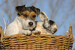 Parson Russell Terrier und Zwergkaninchen / prt and dwarf rabbit