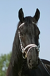 Friese Portrait / friesian horse portrait