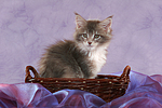 sitzendes Maine Coon Kätzchen / sitting maine coon kitten