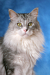 Maine Coon Portrait