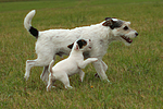 laufende Parson Russell Terrier / walking PRT