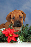 Rhodesian Ridgeback Welpe / rhodesian ridgeback puppy