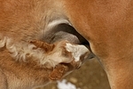 Haflinger Fohlen / haflinger horse foal