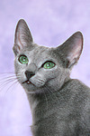 Russisch Blau Portrait / russian blue portrait