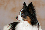 Papillon Portrait