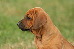 Rhodesian Ridgeback Welpe / rhodesian ridgeback puppy