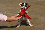 Parson Russell Terrier Welpe / parson russell terrier puppy