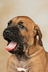 Rhodesian Ridgeback Welpe / rhodesian ridgeback puppy