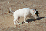 Parson Russell Terrier Welpe / parson russell terrier puppy