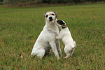 2 Parson Russell Terrier