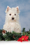 sitzender West Highland White Terrier Welpe / sitting West Highland White Terrier Puppy