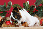 Parson Russell Terrier Welpe zu Weihnachten / PRT puppy at christmas