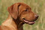 Rhodesian Ridgeback Welpe / rhodesian ridgeback puppy