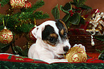 Parson Russell Terrier Welpe zu Weihnachten / PRT puppy at christmas