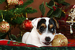 Parson Russell Terrier Welpe zu Weihnachten / PRT puppy at christmas