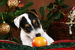 Parson Russell Terrier Welpe zu Weihnachten / PRT puppy at christmas