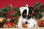 Parson Russell Terrier Welpe zu Weihnachten / PRT puppy at christmas