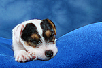 Parson Russell Terrier Welpe / parson russell terrier puppy