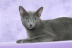 liegende Russisch Blau / lying russian blue