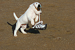 Parson Russell Terrier Welpe / parson russell terrier puppy