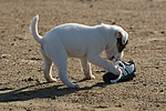 Parson Russell Terrier Welpe / parson russell terrier puppy